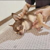 犬のホームケアやセラピスト養成などの講座も有り。「船堀駅前の雑貨屋「chocho」が、「and chocho.」として再スタート！　わんこグッズも豊富な「人も犬も楽しめる」お店。　」