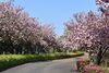 八重桜「八重桜が満開です！」
