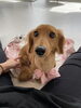 「プリマでの様子🐶🐾」