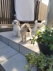 「安倍川花火中止😵残念です！静岡市駿河区で愛犬トリミングなら｜小型犬に優しいペットサロン＆ホテル、丁寧なカウンセリングも！」