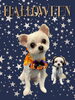 「Dog salon mofu mofu　余市町」