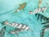 「西海物産館・魚魚市場鮮魚コーナーおすすめは「カツオ・エゾバフンウニ」です♪」