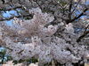 美しい桜「花見」