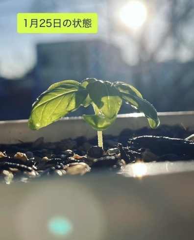 「家庭菜園の定番であるバジル🌿」