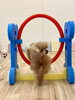 さらんちゃんオヤツ見ながらジャンプ　笑「ましゅまろ幼稚園🐾」