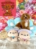 マルプー　カット「🐶トイプードル、ミックス、ヨーキー、ビション、トリミングのお友達🌷」