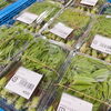 「農産物直売所『山菜』入荷しています！」