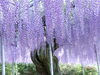 桜が終わりフジの季節を迎えます。「今日から二十四節気の「穀雨」に入ります。期間は次の「立夏」（5/5）の前日5月4日まで。初侯「あしはじめてしょうず」次候「しもやんでなえいづる」末候「ぼたんはなさく」」