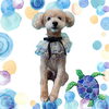 「Dog salon mofu mofu　余市町」