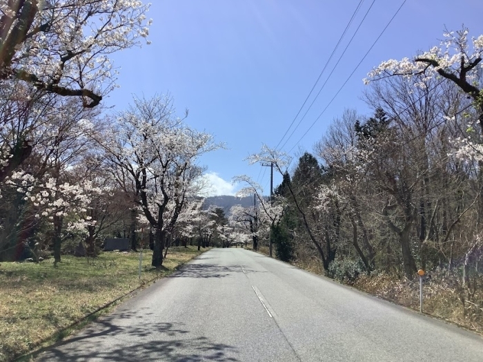 萩原の桜並木  大山町羽田井
