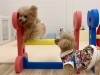 シニア桃ちゃんの素晴らしいジャンプ　眺めるまるくん「ましゅまろ幼稚園🐾」