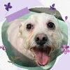 「Dog salon mofu mofu　余市町」