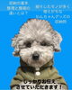 「第二回　ペット用品収納セミナー　ドッグカフェcocohareさん映え写真and羊毛フェルト教室コラボ」