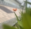 道端の小さな花にも元気をもらいます まいぷれ新居浜 まいぷれ西条編集部のニュース まいぷれ 西条市