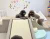 ペルルちゃん＆もっちーとゃん　ちゃんと順番に遊んだよ「ましゅまろ幼稚園🐾」
