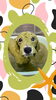 「Dog salon mofu mofu　余市町」