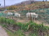 ヤギ？羊？「毛刈りしました🐑」