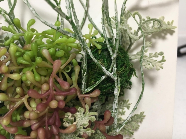 小さな苔玉がかわいい「多肉植物の額アレンジメント」