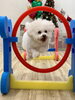 ぱんちゃん笑顔でジャンプ💨「ましゅまろ幼稚園🐾MerryXmas🎄」