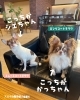 看板犬のいるお店🐶「シエちゃんかっちゃんステッカー販売中🐶💓　看板犬のいるお店　スズキ自販愛媛　アリーナ川之江」