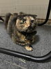 「飼っているうさぎ、猫、猫の様子です。」