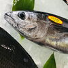 「魚魚市場鮮魚コーナーおすすめは「クロ・シビマグロ」です♪」