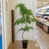 エバーフレッシュ160㎝位8,800円「【はなやホック皆生店】鉢入荷しました！」