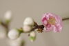 いただいたものは全体的には白の花が多いようです。「源平桃の枝をいただきました。」