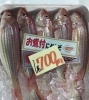 「魚魚市場鮮魚コーナーおすすめは「イサキ」「クロムツ」です♪」