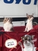 看板犬もお待ちしてます🐕❤️「スズキ自販愛媛マルシェ2日目始まります（最終日）」
