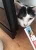 皆さんが大好きな オヤツですもんね…大切な時間です「お留守番中の猫ちゃんもご褒美タイム!忙しい毎日を応援します」