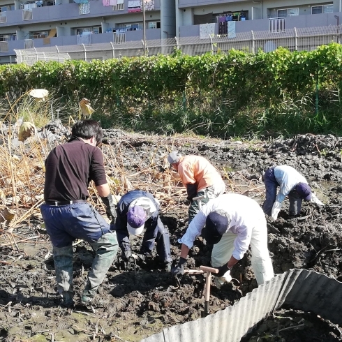 伝統野菜栽培促進活用事業 会員向け蓮根収穫講習会を実施しました 公益社団法人 門真市シルバー人材センターのニュース まいぷれ 守口 門真