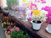 「もうすぐ母の日！贈り物にはお花を。南魚沼の花屋、フローリストたかの。」