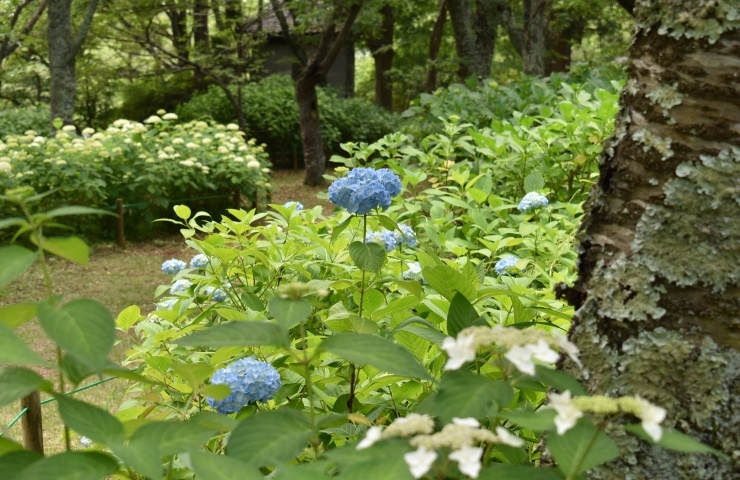 宗吾霊堂あじさい園の紫陽花たち