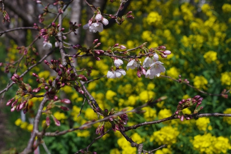 「ソメイヨシノ」もちらほら、蕾が多いと地域の方「河津桜の苗に花が咲きました。」