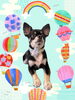 「Dog salon mofu mofu　余市町」