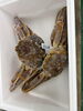 「🦀超超特価、10／31までです❗️」
