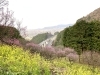 「＊西条市民の森＊　2月2日の梅林園の様子」
