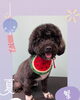 「Dog salon mofu mofu　余市町」