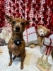トリミングお写真ミニピン「🐩トリミングのお友達❤️」