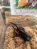 「世界のカブトムシ展示&抽選会🎈」