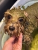 ハーブパック「🐶マルプー、トリミングのお友達🍓」