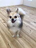 やっと撮れたけど、ブレましたラムちゃん(T-T)「ましゅまろ幼稚園　（＾ν＾）」