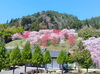 「大桑村須原の花桃【花見　地域活性　木曽観光】」