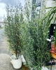 巨大ソテツ・オリーブ入荷‼️【観葉植物専門店 福島市】 | Green Feel