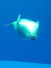 アザラシも逆さま。「水族館を楽しむ♪(*^^*)」