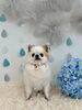 のあちゃん「わんこと梅雨☔️」