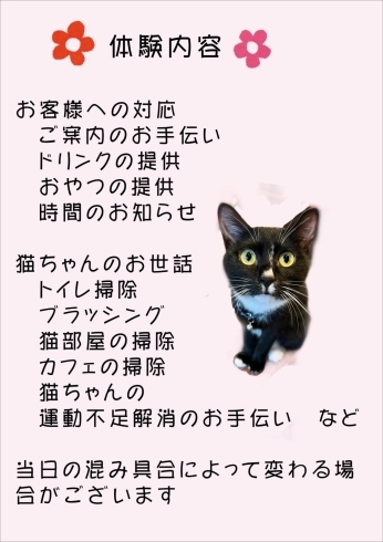 猫カフェkuroお仕事体験 Neko Cafe Kuroのニュース まいぷれ 米子 猫カフェkuroお仕事体験 Neko Cafe Kuroのニュース まいぷれ 米子