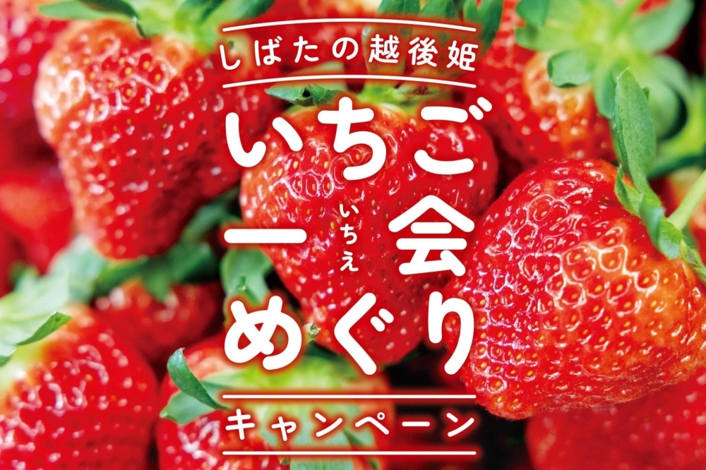 しばたの越後姫 いちご一会めぐり| まいぷれ[新発田・胎内・聖籠]