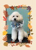 「Dog salon mofu mofu　余市町」